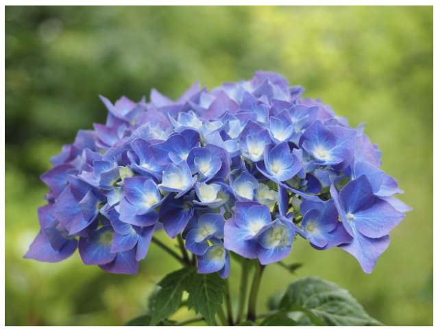 수국 (Hydrangea)
