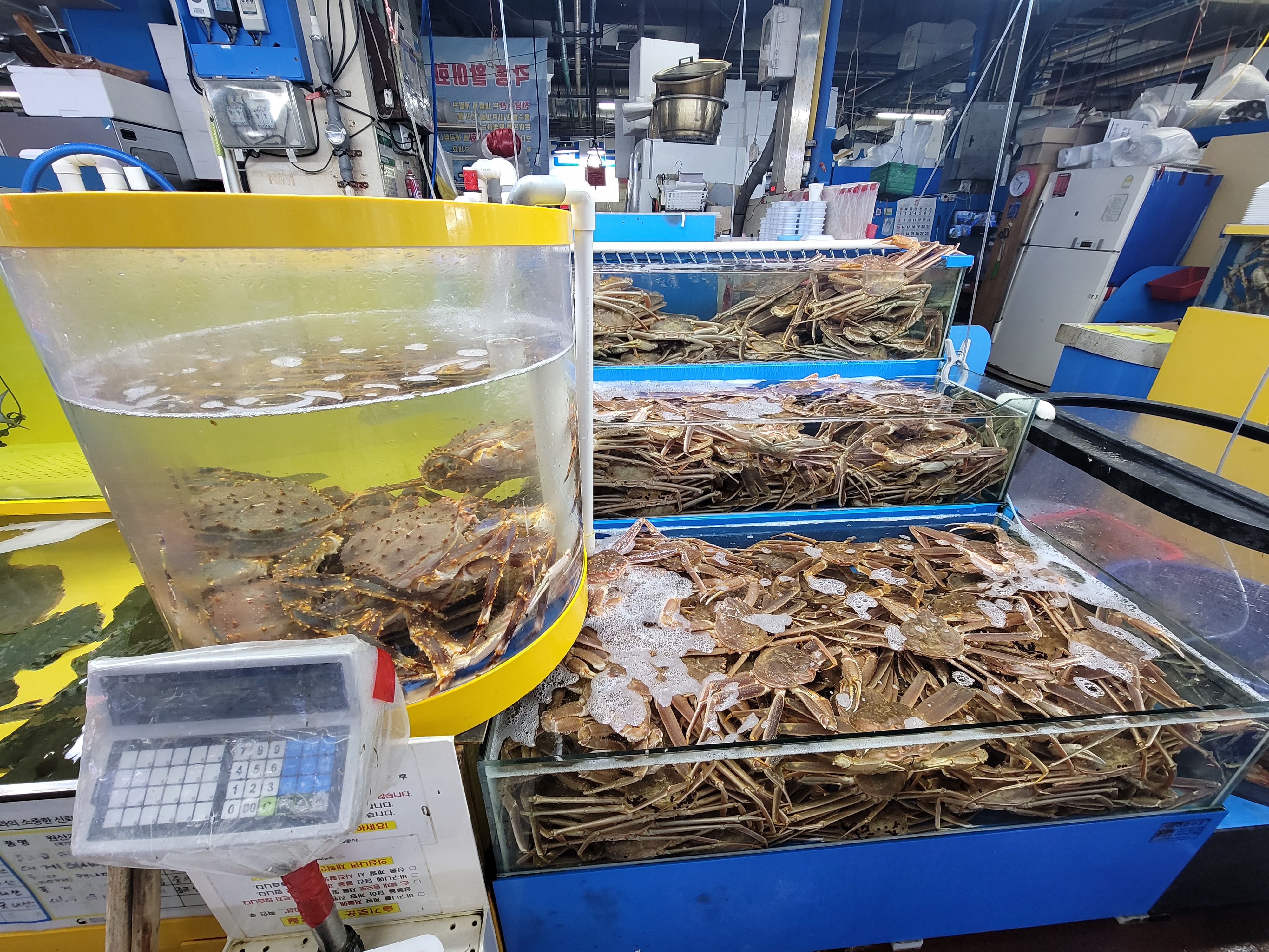 대게 시세, 대게 1키로 가격, 대게 싸게 먹는법