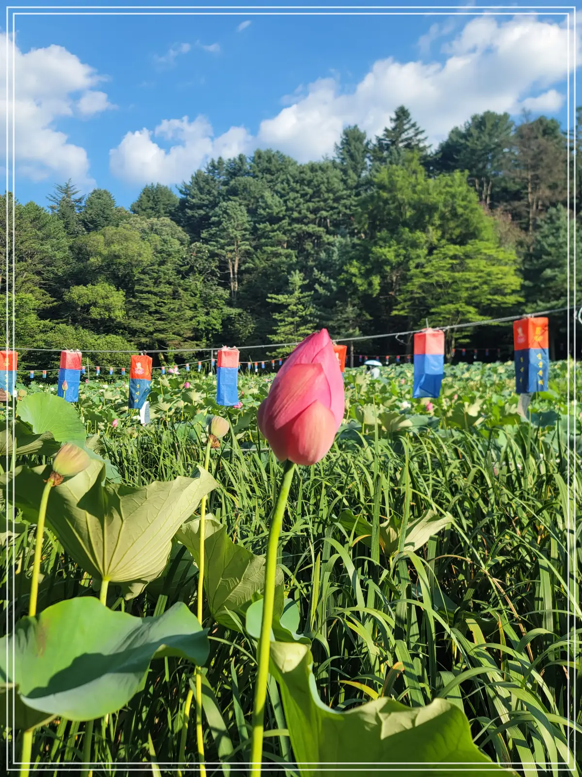 봉선사-연꽃축제-20250810_171253