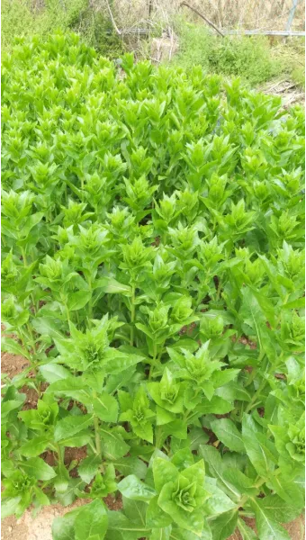 홍화 재배 건조 기후 적합 파종 요령 채종 관리_13