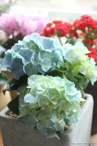 수국 키우는법 개화시기 삽목시기 가지치기 화분 물주기_7