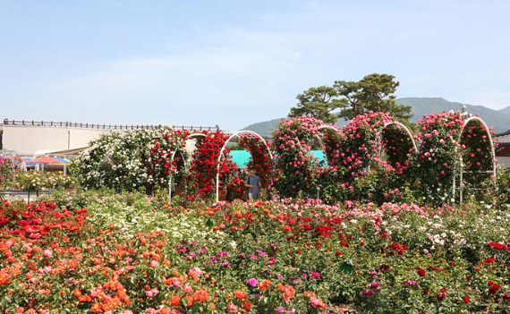 곡성 장미축제 기간