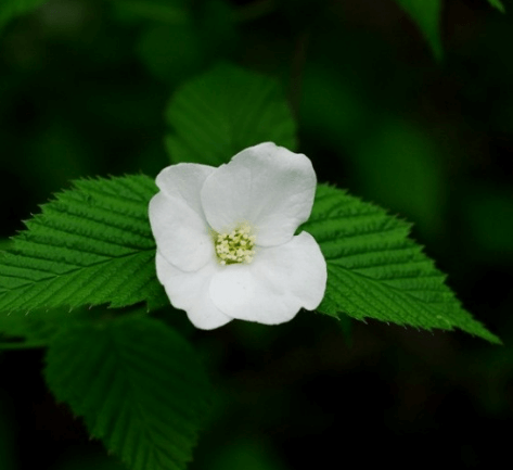 병아리 꽃나무 포토 꽃,꽃말 열매 씨앗 알아보기