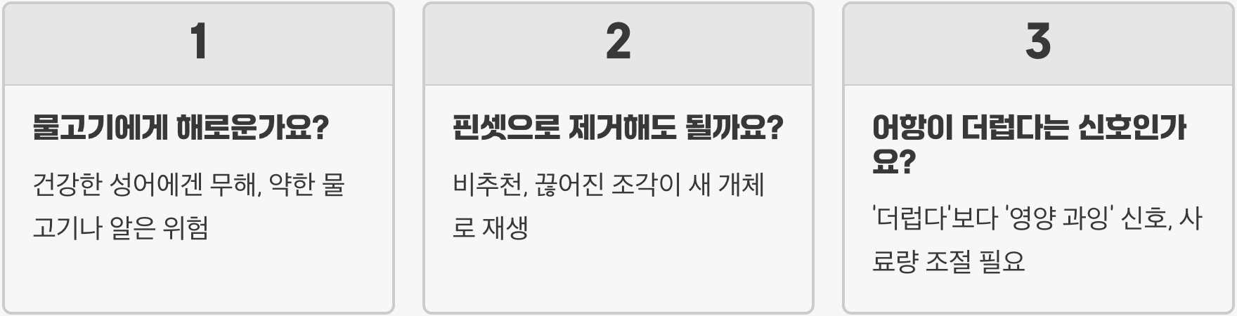 플라나리아 퇴치법 BEST 5 (약 없이 박멸하는 방법)