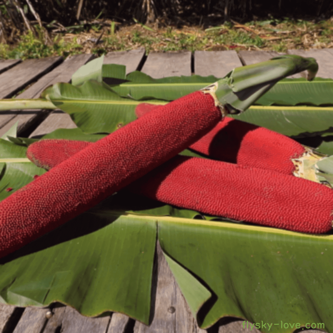 부아메라 (Buah Merha) 효능