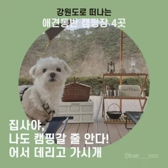 서울 마포 반려동물 캠핑장 도심 속 힐링 명소 가이드_7