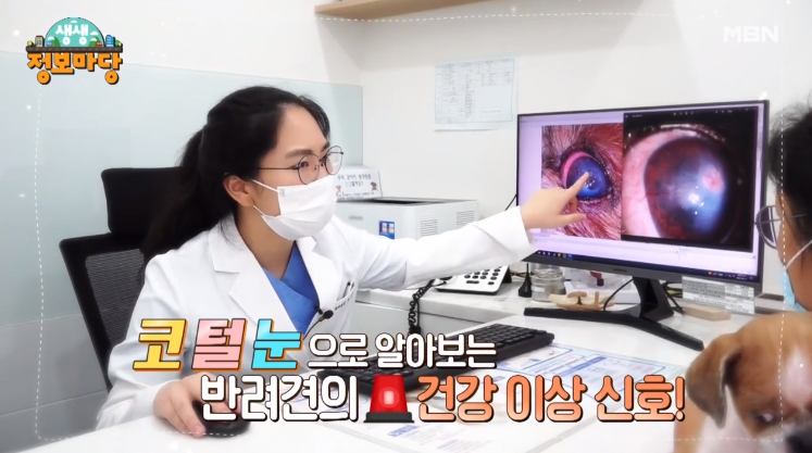 코 털 눈으로 알아보는 애완견 반려견 건강 이상 신호 검사 동물 병원 추천