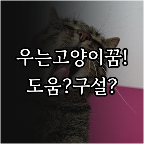 우는 고양이 꿈 도움 요청인지 구설수..