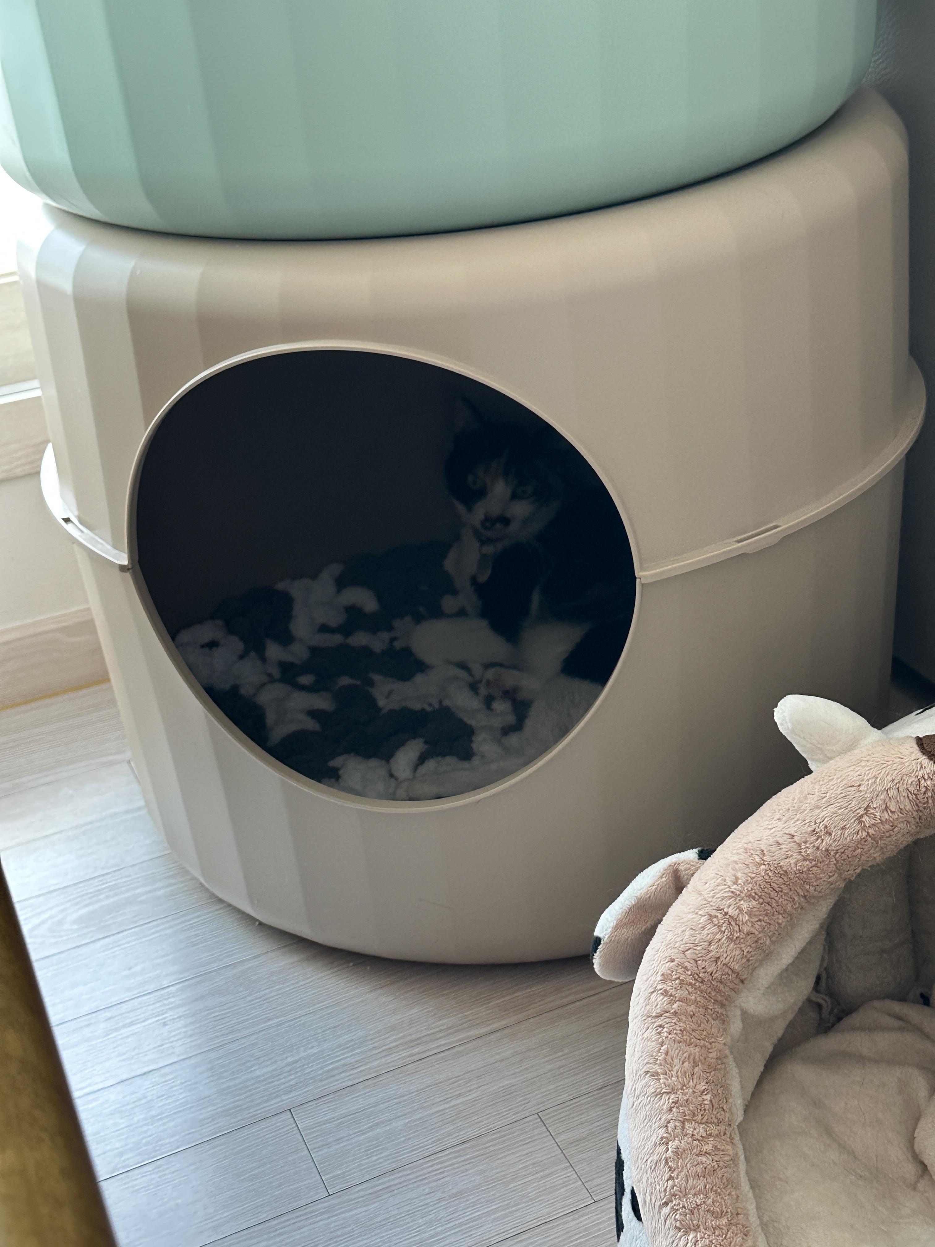 엄마_방석_잘_사용하고_있는_삼색냥이_츤데레_다다_3