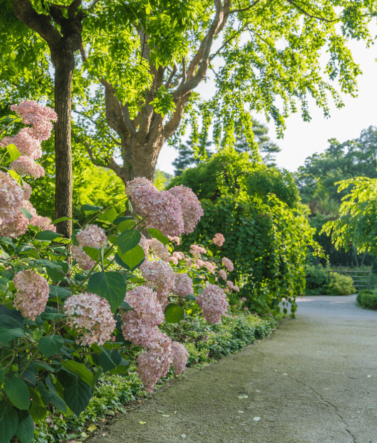화담숲 벚꽃 개화