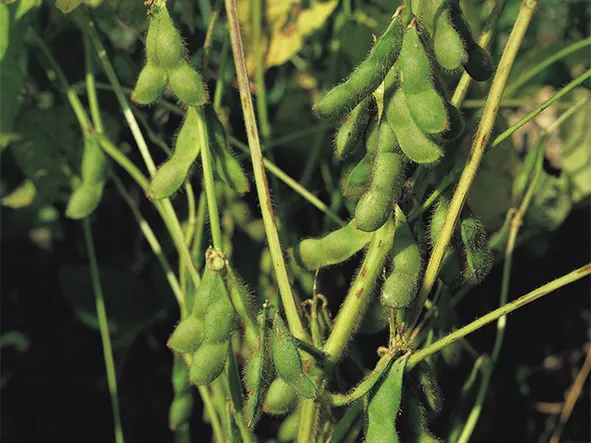 콩 재배 파종 깊이 잡초 억제 멀칭 가뭄 대비_3