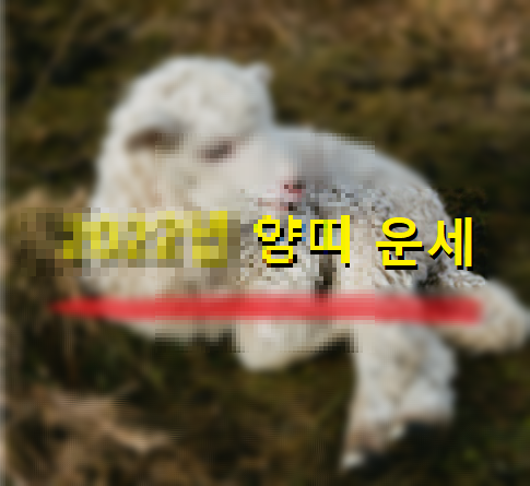 2022년양띠운세