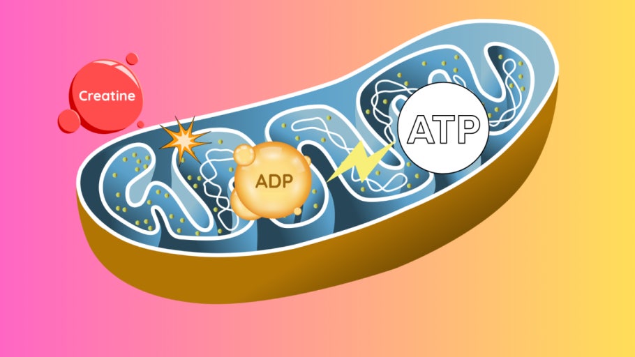 크레아틴이 근육 세포 내에서 ATP 에너지를 합성하는 생화학적 메커니즘