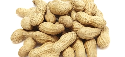 땅콩 이미지