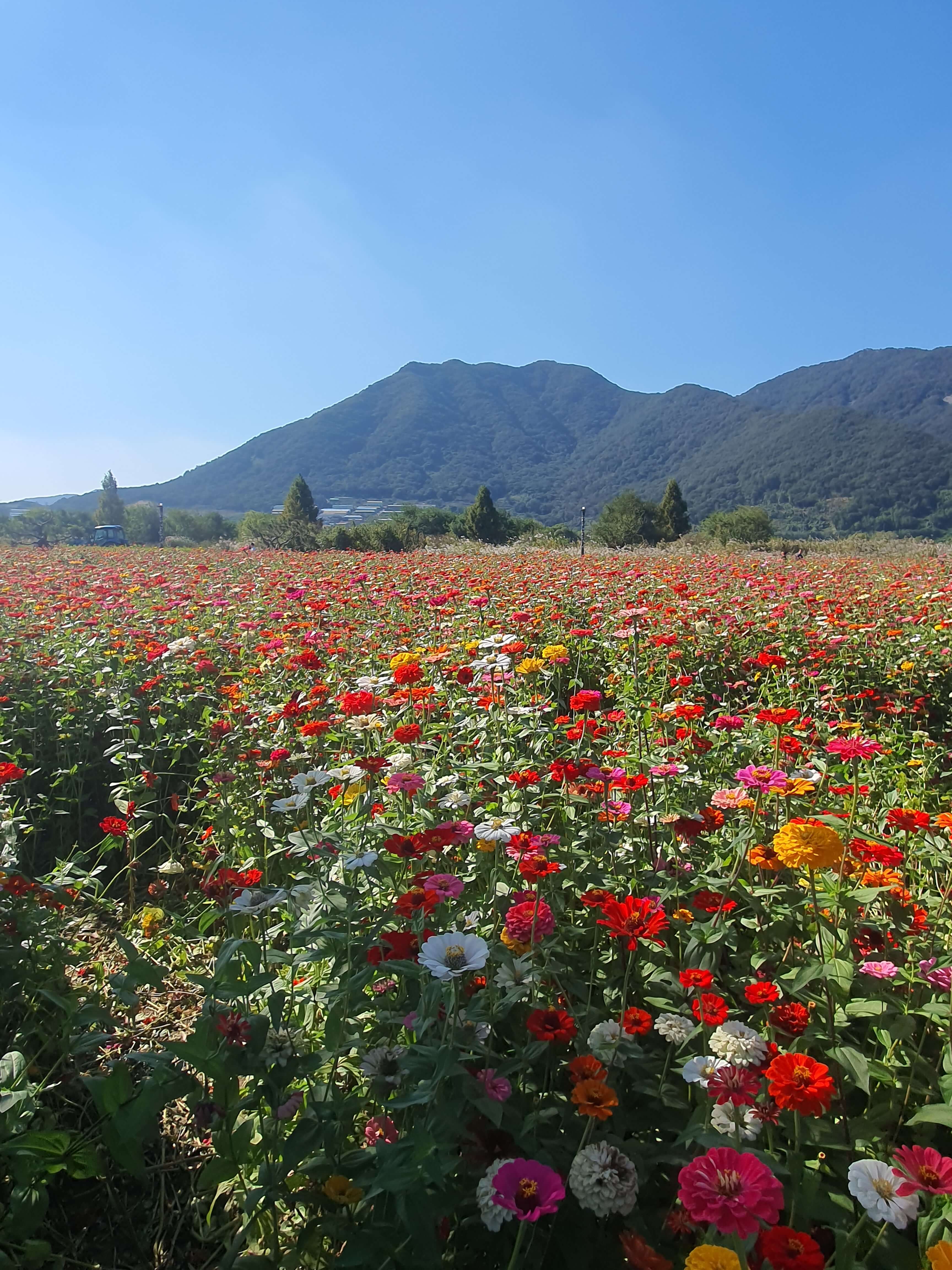정원 사회학 관점에서 SNS 시대의 정원은 어떻게 소비되는가
