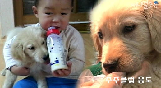 동물농자 응도 
