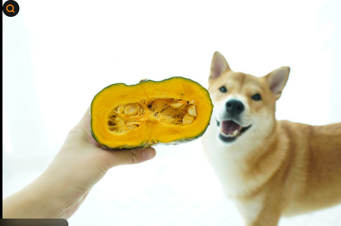 "강아지 췌장염예방"에 좋은 식재료부터 ~회복기 식단까지