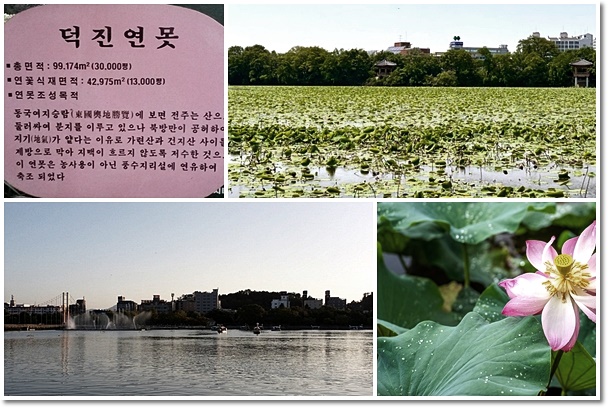 연꽃