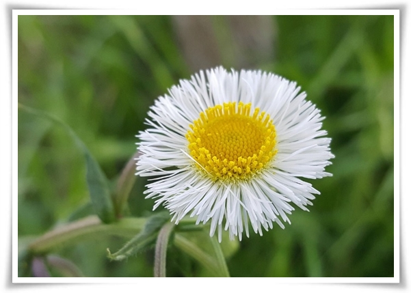 &quot;망초와 개망초를 아시나요?&quot; 자연의 보물, 그 놀라운 비밀!
