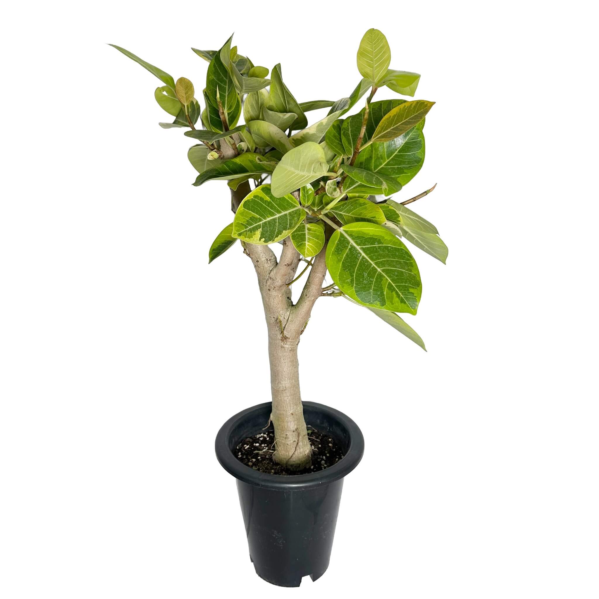 뱅갈 고무나무 실내에서 키우는 법