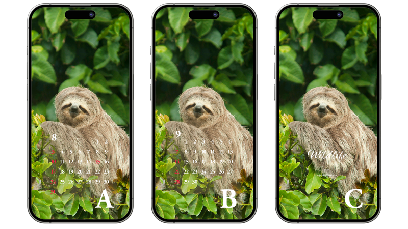 11 나무늘보 정면 ABC - 2025년8월 아이폰배경화면