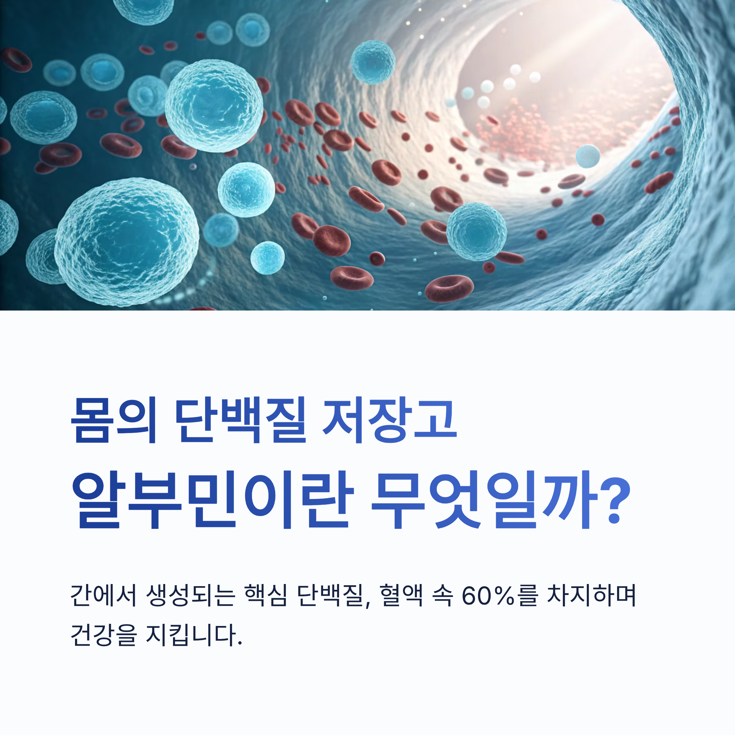 알부민의 효능 7가지|면역력·부종 개선·간 기능 회복까지, 건강의 핵심 단백질