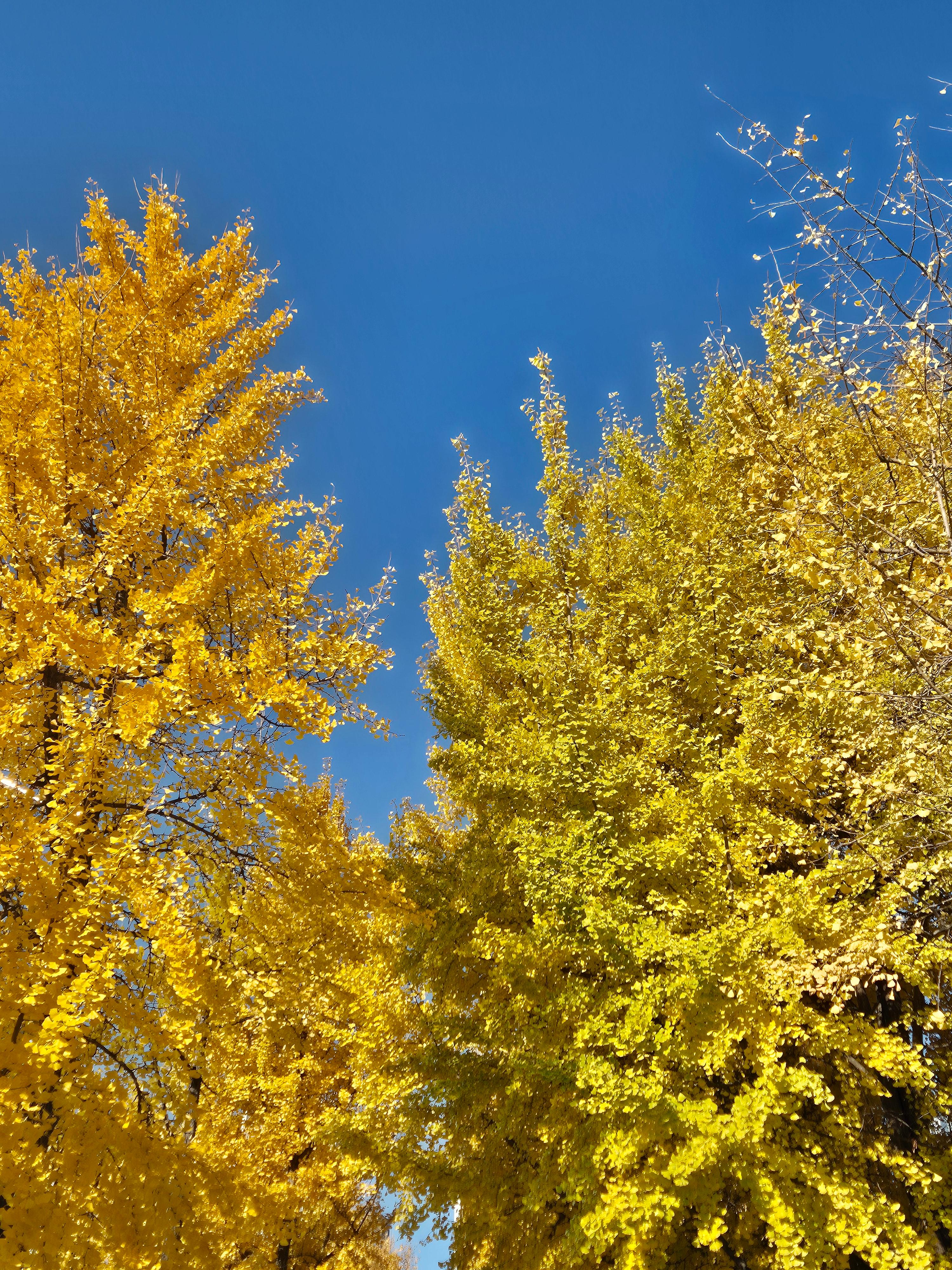 높은 가을하늘과 단풍나무