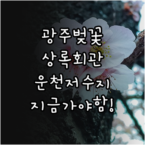 광주 서구 벚꽃 명소 상록회관 및 운..