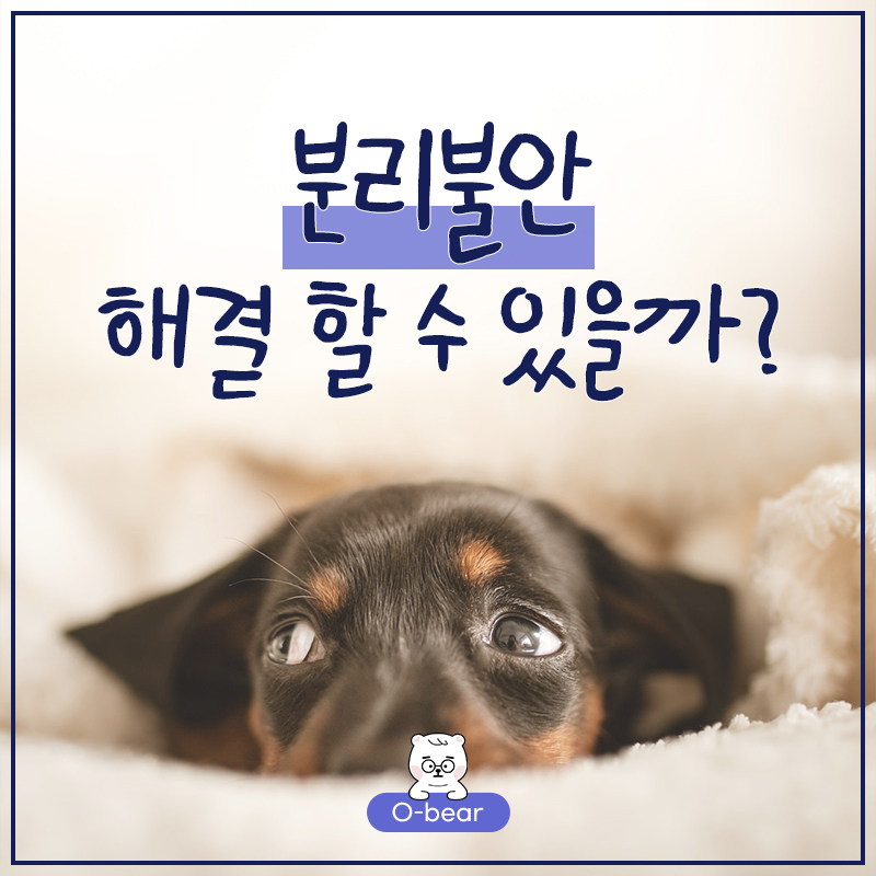 분리불안 해결 할 수 있을까?
