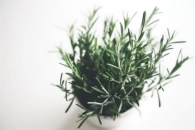 로즈마리 키우기