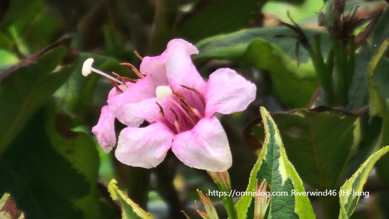 무늬병꽃나무 Korean Variegated Weigela