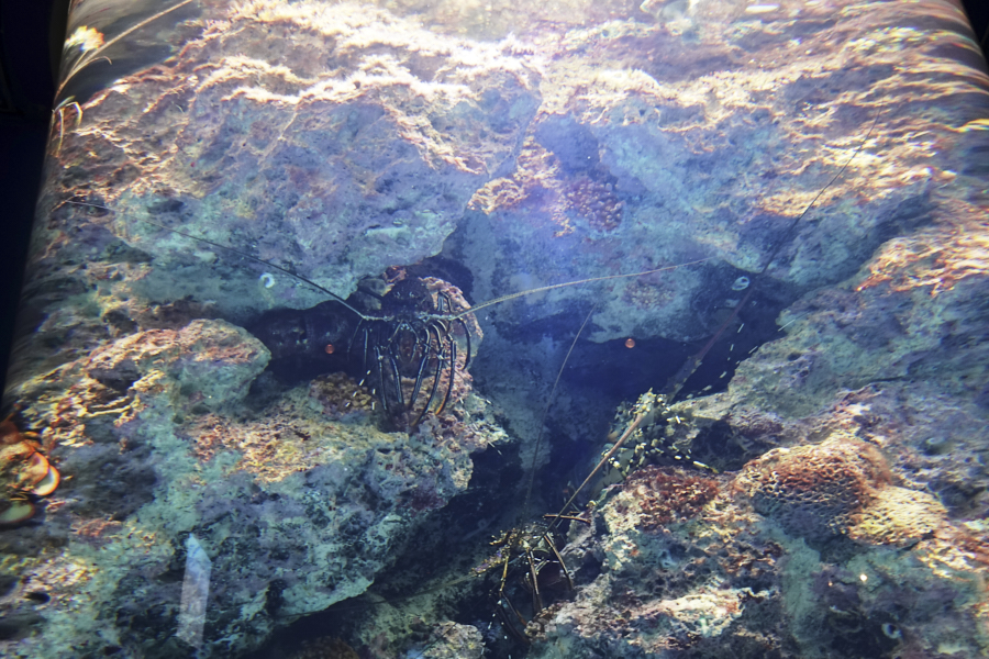 오키나와 츄라우미 수족관 해양생물들