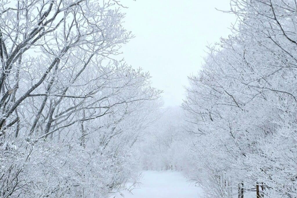 눈이 가득 쌓인 길