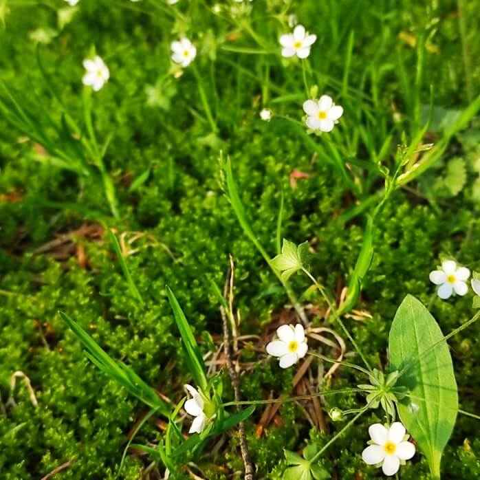 무성하게 자란 풀 사이로 하얗고 작은 예쁜 꽃들이 피어있는 모습