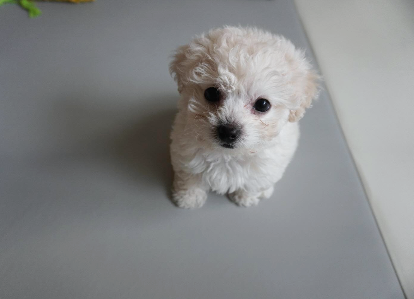 보호자를 쳐다보는 아기 강아지 비숑