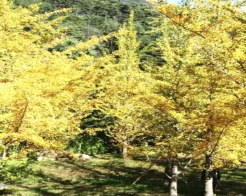 홍천 은행나무숲_20