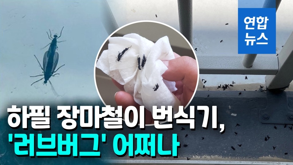 문앞 러브버그&amp;#44; 간단하게 쫓는 법5