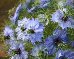 니겔라 꽃 이미지 사진