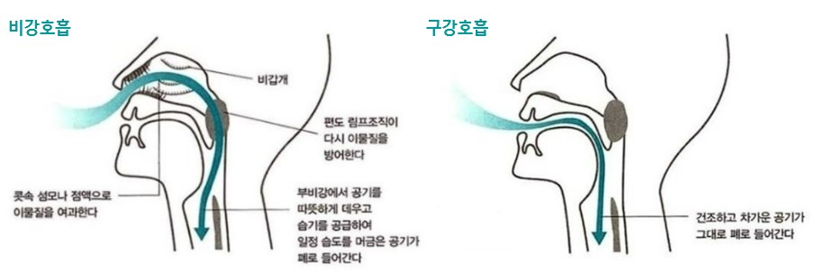 비강호흡과 구강호흡의 들숨 흐름