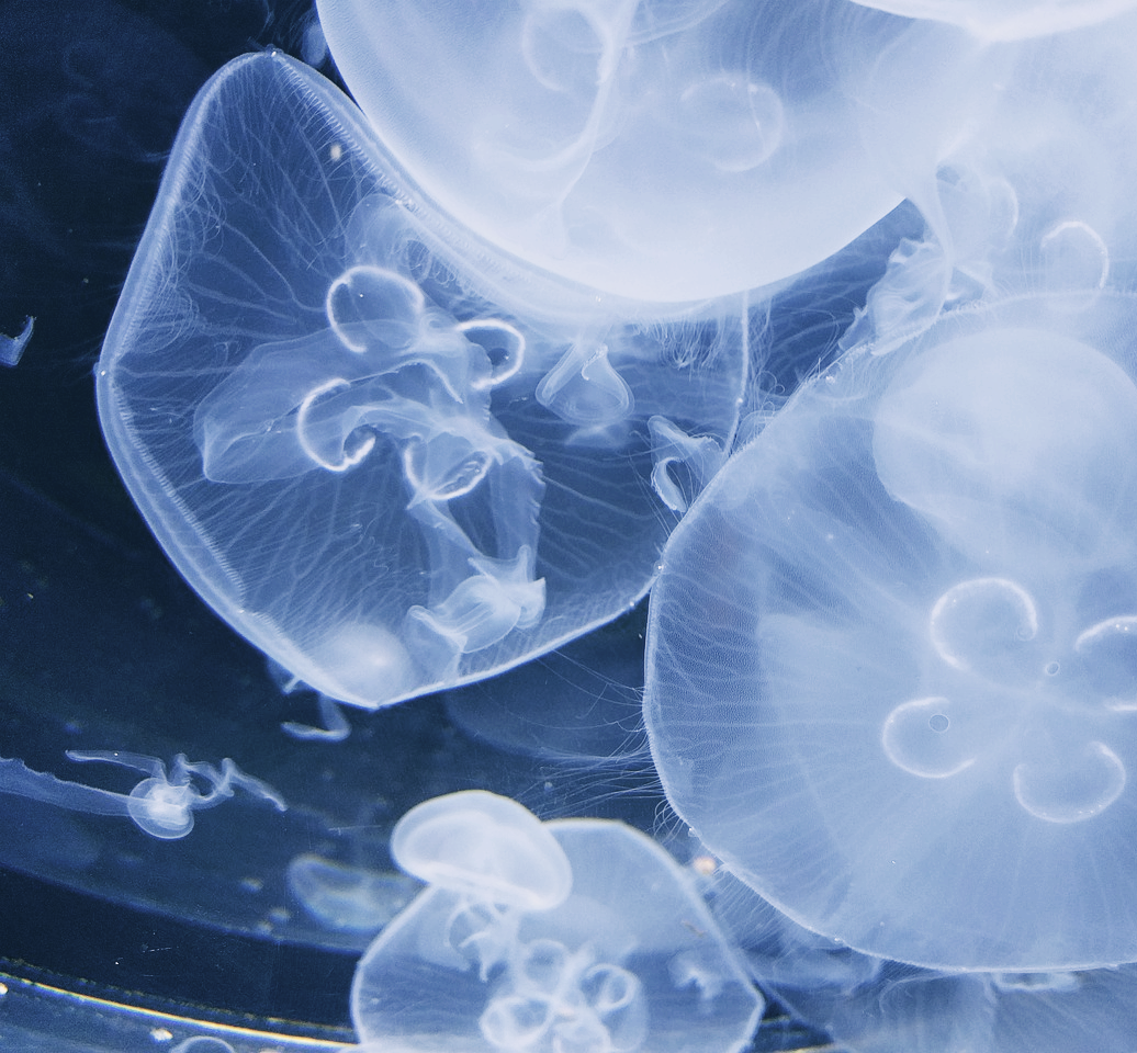 동해안 해파리 종류와 쏘였을때 대처법, 응급처치 방법