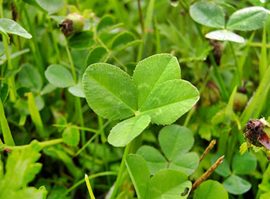 clover, red clover, 클로버, 토끼풀, 레드클로버, 토끼풀 효능