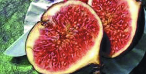 10월 제철 과일2