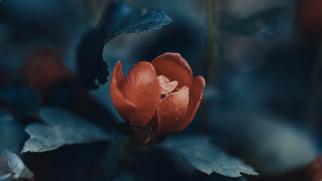 Aorta
