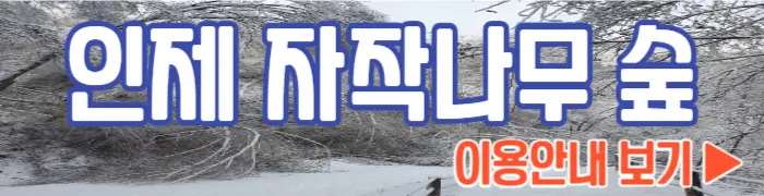 인제 자작나무 숲 이용안내