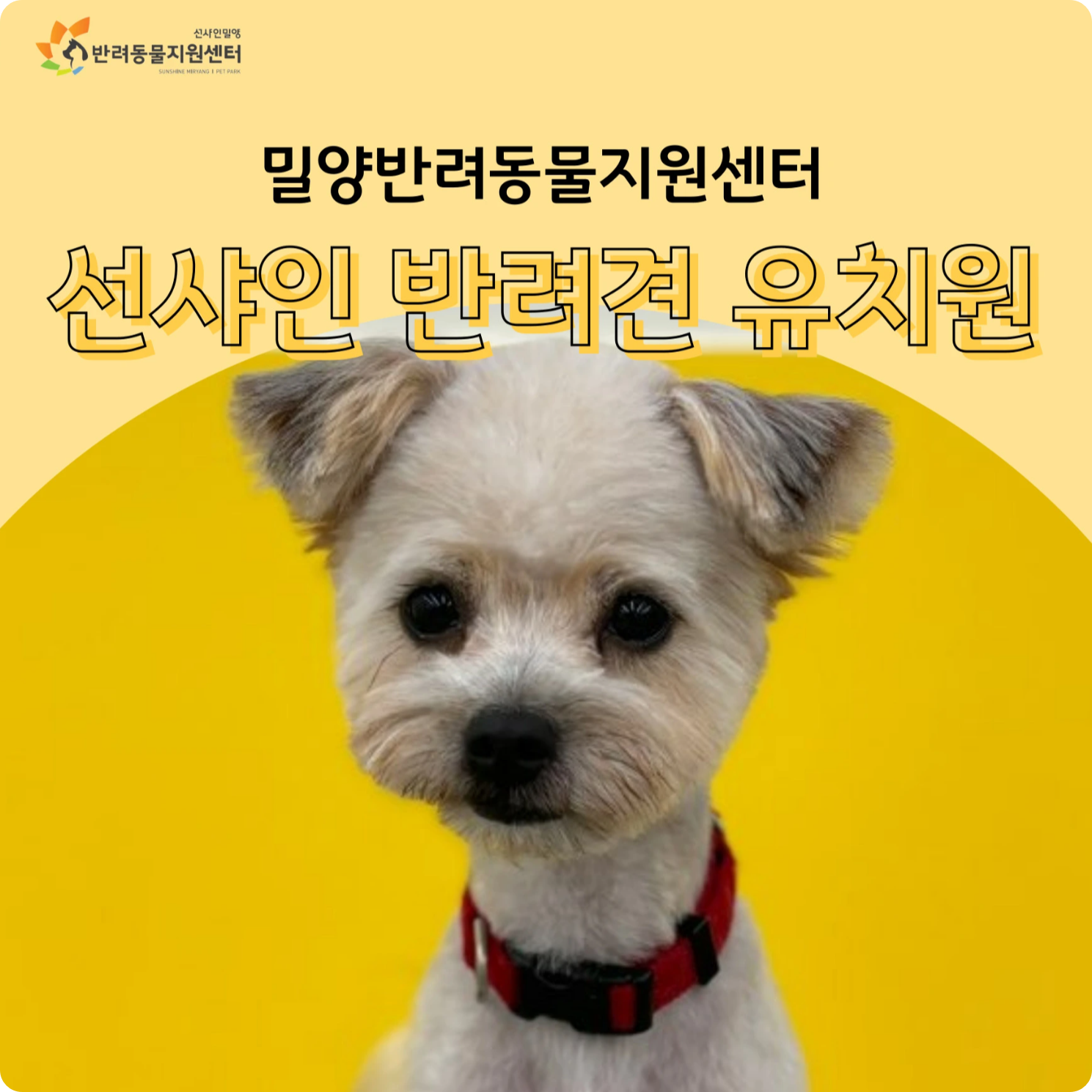 밀양 반려동물지원센터 선샤인 반려견 유치원 소개 픽업 서비스 운영 방법 시간 요일 요금제 이용 가격