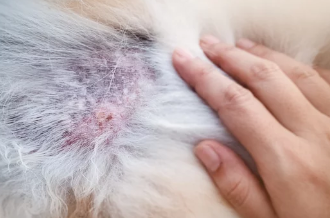 피부병있는 강아지 사진/출처:어도비스톡