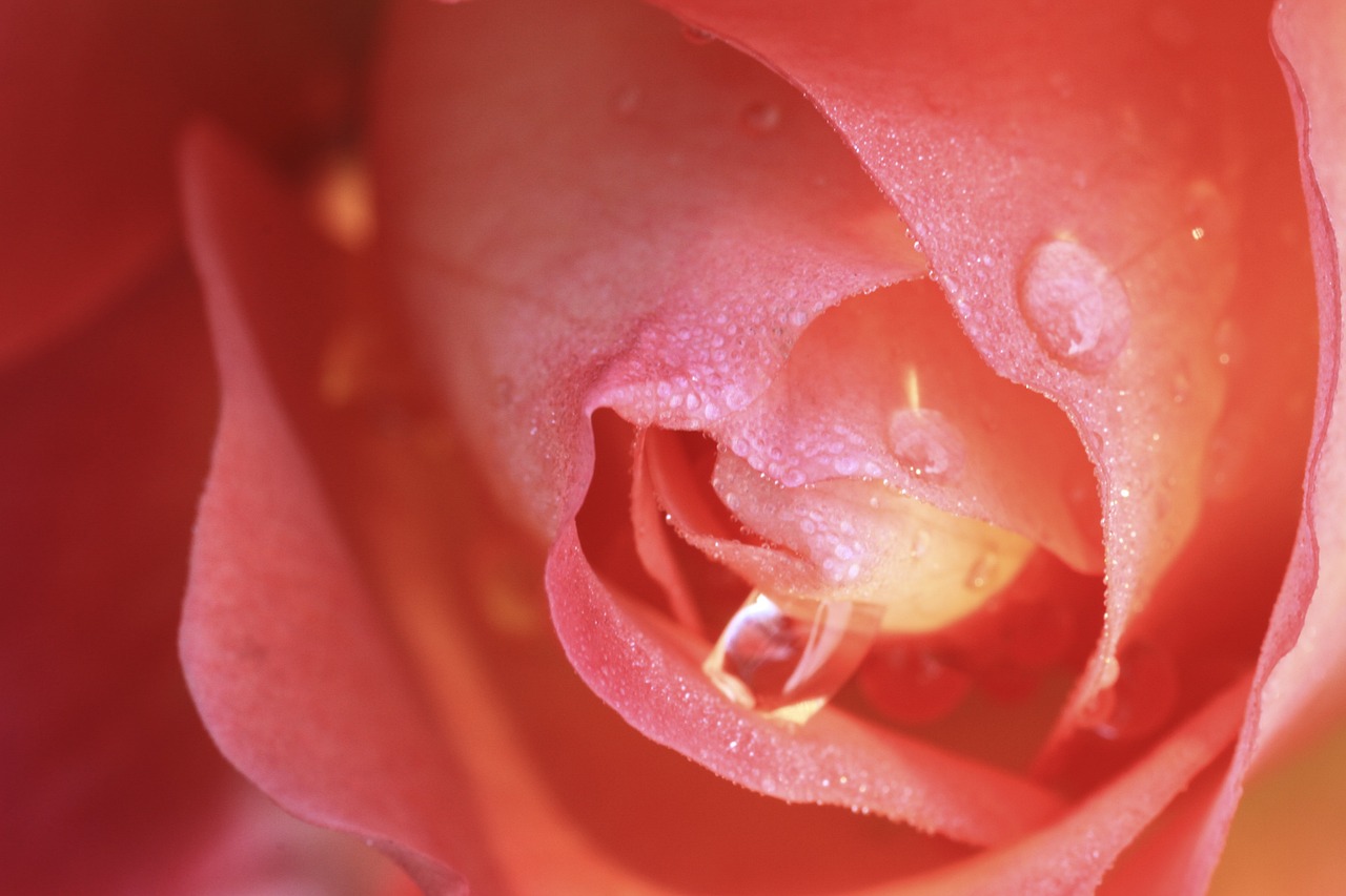 부천 백만송이장미축제