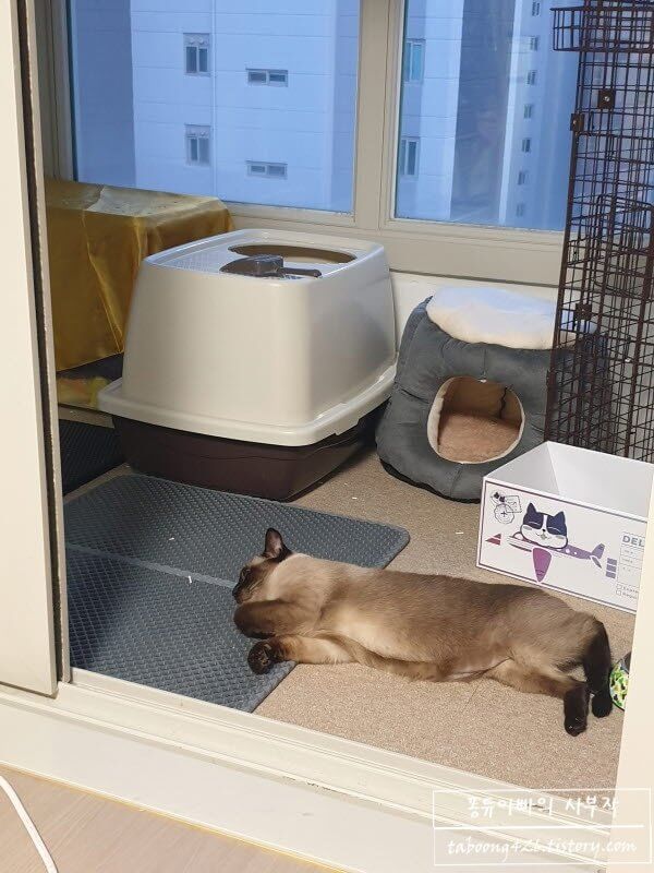 베란다에 누워있는 고양이