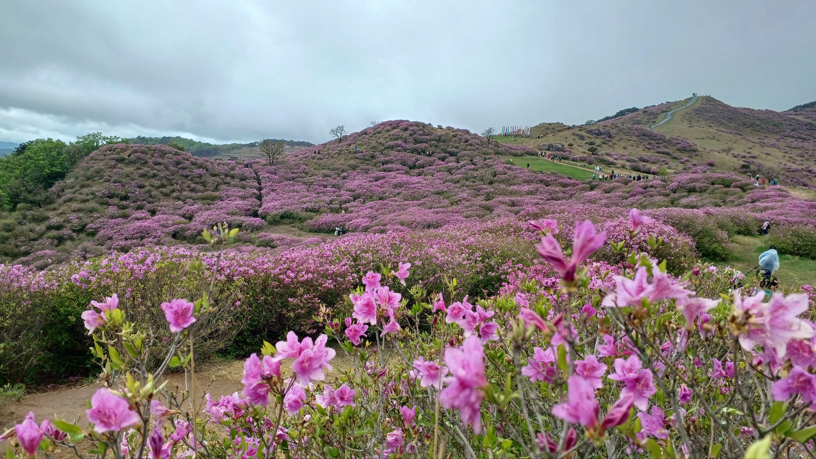 합천 황매산 철쭉5