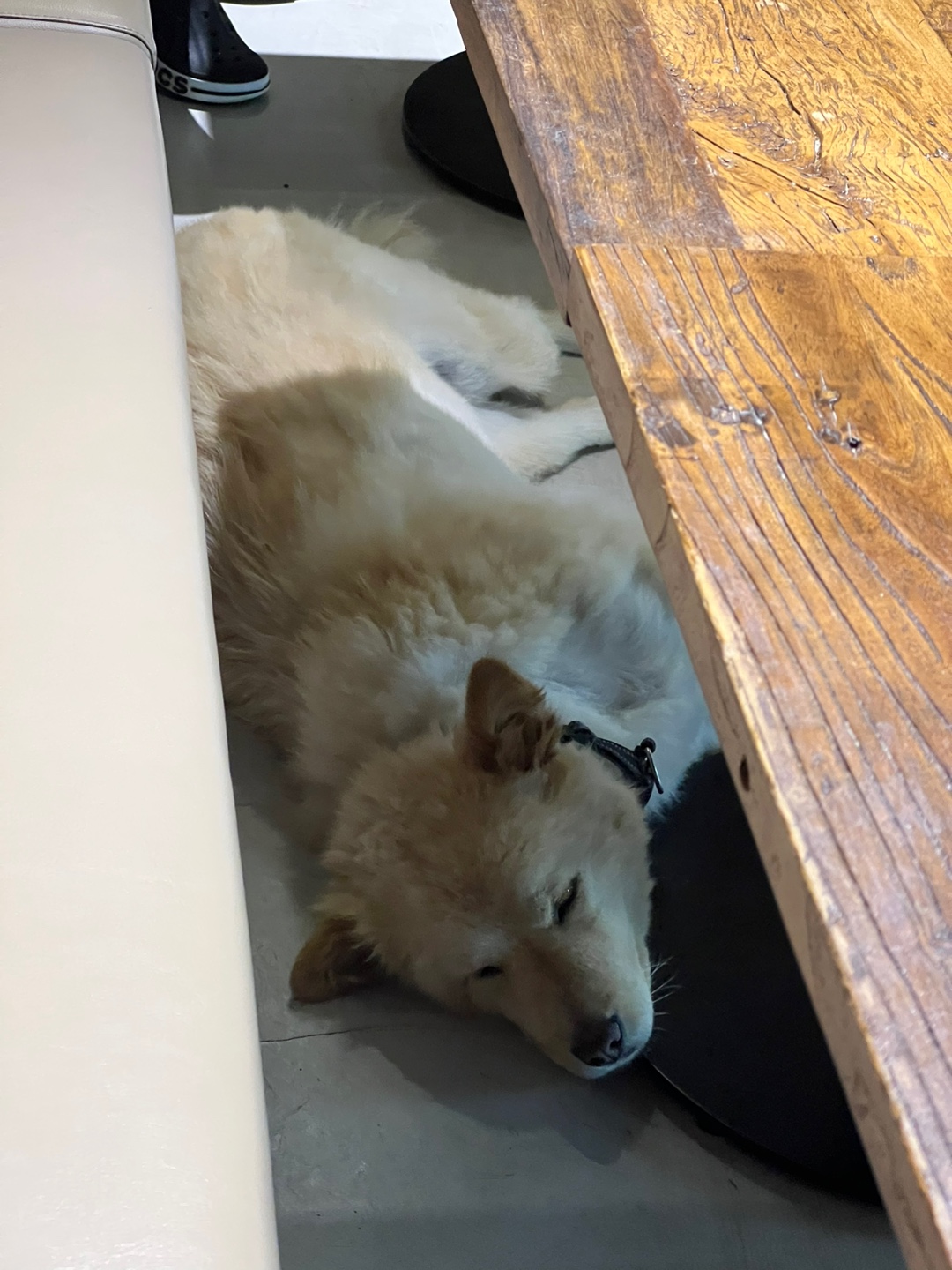 더반올가닉강아지